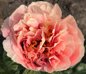 Thumbnail of Peony Scipio Africanus®, image 2 of 5