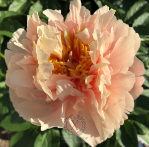 Thumbnail of Peony Scipio Africanus®, image 3 of 5