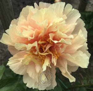 Thumbnail of Peony Scipio Africanus®, image 4 of 5