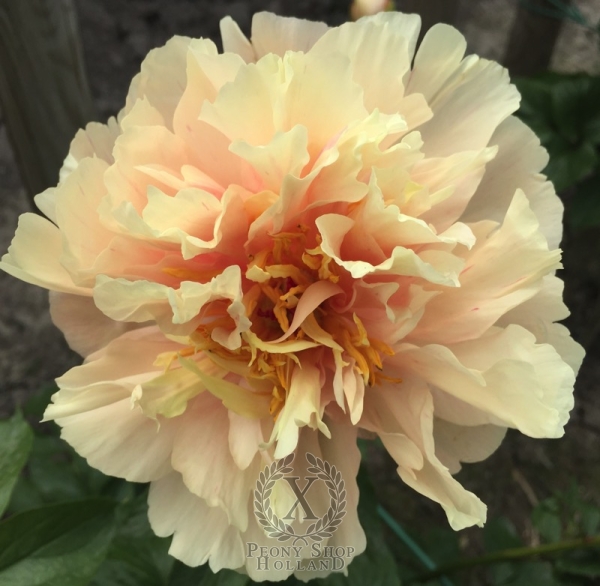 Peony Scipio Africanus®, image 4 of 5