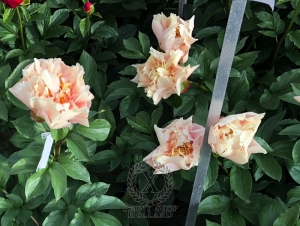 Thumbnail of Peony Scipio Africanus®, image 5 of 5