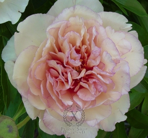 Thumbnail of Peony Scrumdidleumptious, image 1 of 1