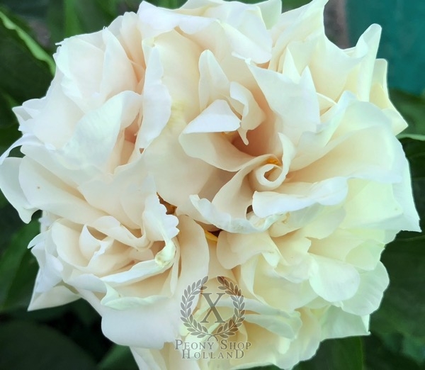 Peony Senatus Romanus