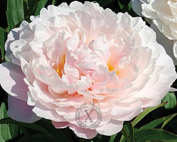 Peony Serene Pastel