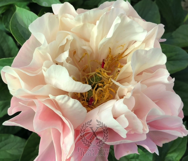 Peony Servilia of the Junii