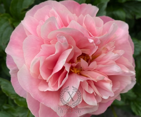 Peony Servilia of the Junii, image 2 of 3