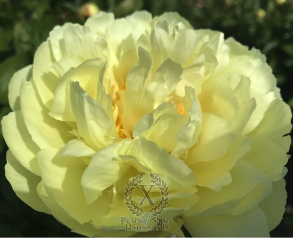 Peony Severina, image 1 of 6