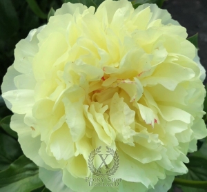 Thumbnail of Peony Severina, image 2 of 6