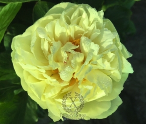 Thumbnail of Peony Severina, image 3 of 6