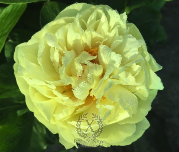 Peony Severina, image 3 of 6