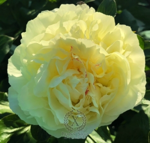 Thumbnail of Peony Severina, image 5 of 6