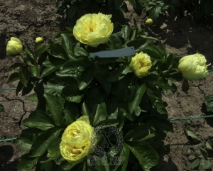 Thumbnail of Peony Severina, image 6 of 6