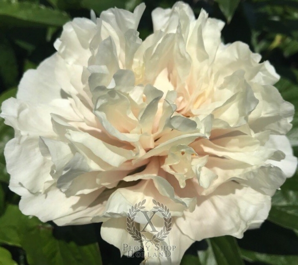 Peony Severus Alexander®