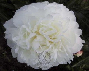 Thumbnail of Peony Shirley Temple, image 1 of 1