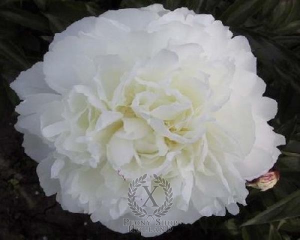 Peony Shirley Temple, image 1 of 1