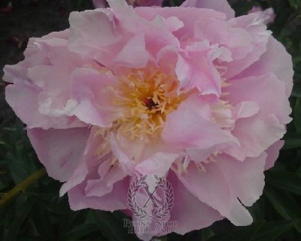 Peony Show Girl
