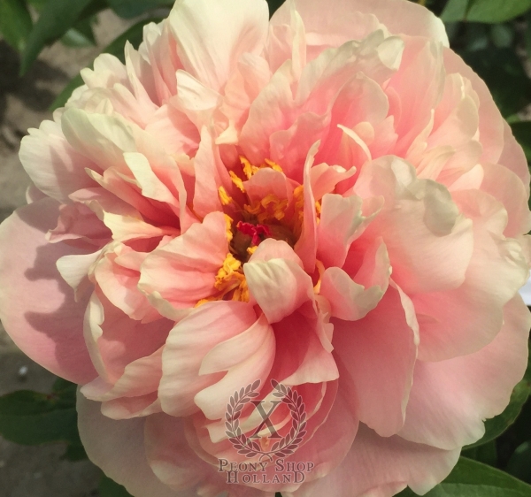 Peony Silenus®