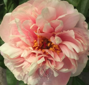 Thumbnail of Peony Silenus®, image 2 of 3