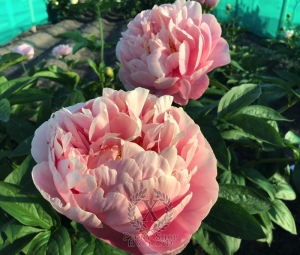 Thumbnail of Peony Silenus®, image 3 of 3