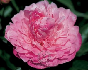 Thumbnail of Peony Silver Daubed, image 1 of 1