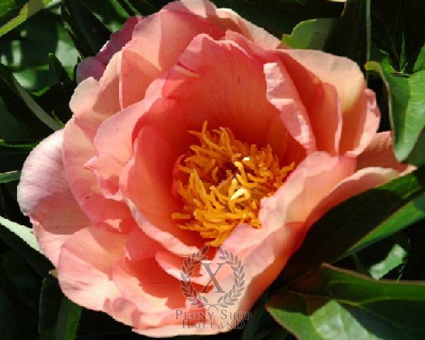 Peony Singing In The Rain, image 1 of 1