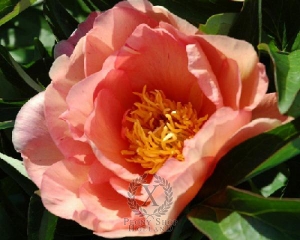 Thumbnail of Peony Singing In The Rain ~ Itoh Hybrid, image 1 of 1