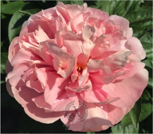 Thumbnail of Peony Sleeping Ariadne®, image 1 of 5