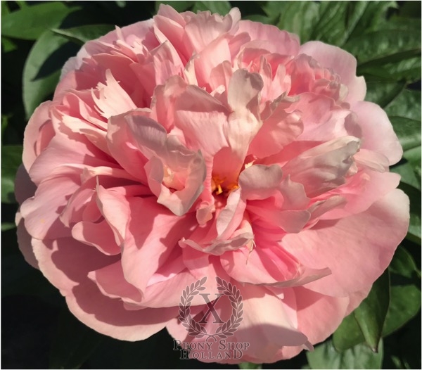 Peony Sleeping Ariadne®