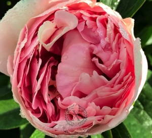 Thumbnail of Peony Sleeping Ariadne®, image 4 of 5