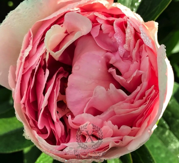 Peony Sleeping Ariadne®, image 4 of 5