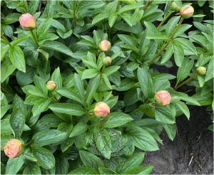 Thumbnail of Peony Sleeping Ariadne®, image 5 of 5