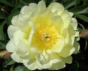 Thumbnail of Peony Smith Family Yellow, image 1 of 1