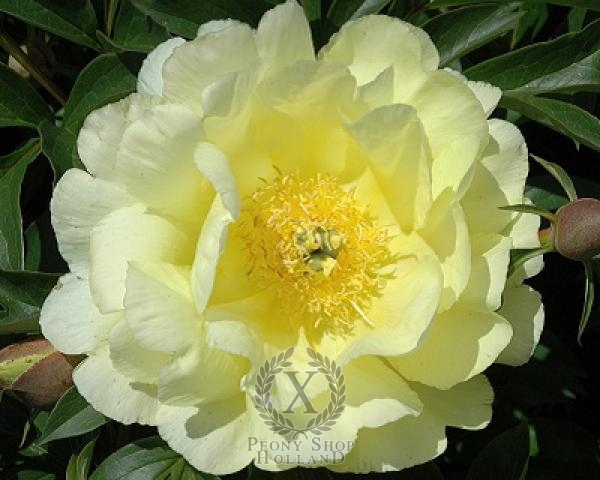 Peony Smith Family Yellow