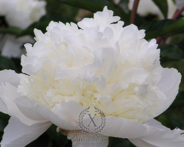 Peony Snow Mountain