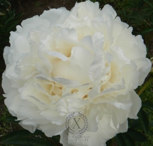 Thumbnail of Peony Snow Princess, image 1 of 2