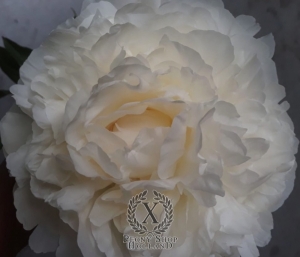 Thumbnail of Peony Snow Princess, image 2 of 2