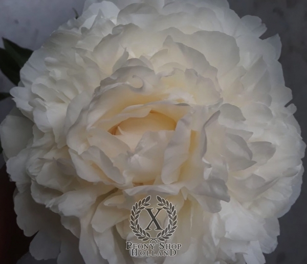 Peony Snow Princess, image 2 of 2