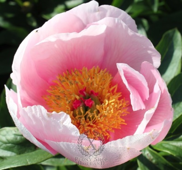 Peony Soft Salmon Saucer, image 1 of 1