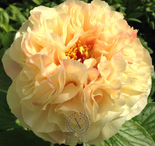 Peony Sol Invictus