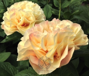 Thumbnail of Peony Sol Invictus, image 2 of 2