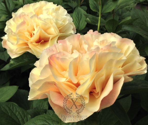 Peony Sol Invictus, image 2 of 2