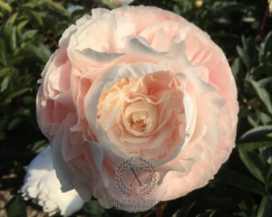 Thumbnail of Peony Solange, image 1 of 2