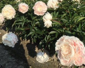 Thumbnail of Peony Solange, image 2 of 2