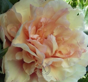 Thumbnail of Peony Soleil D'Ambre ~ Itoh Hybrid, image 1 of 1
