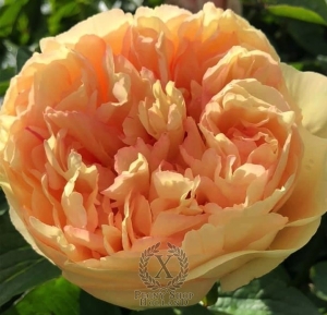 Thumbnail of Peony Solidus®, image 1 of 9