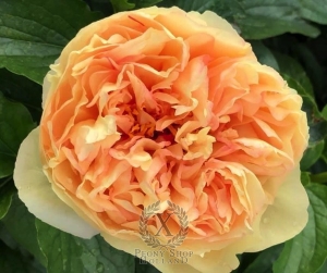 Thumbnail of Peony Solidus®, image 2 of 9
