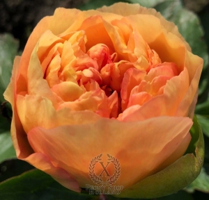 Thumbnail of Peony Solidus®, image 3 of 9