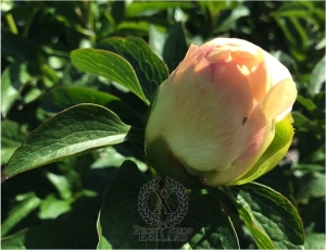 Thumbnail of Peony Solidus®, image 6 of 9