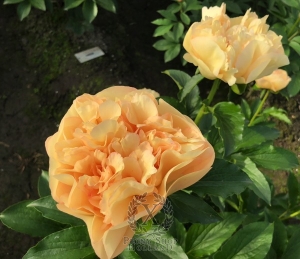 Thumbnail of Peony Solidus®, image 7 of 9