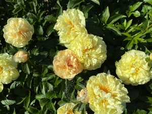 Thumbnail of Peony Solidus®, image 9 of 9